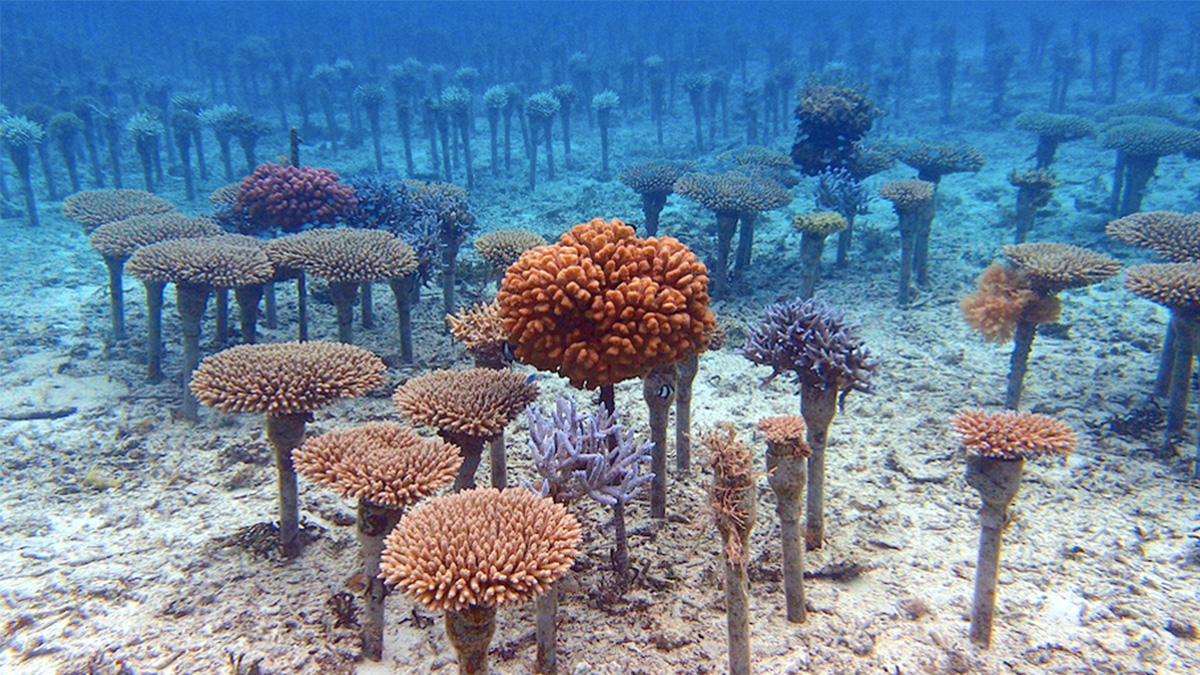 【SDGs実践ツアー】 ゲノム研究を活かしたサンゴ再生